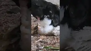 Watch close up video of ducks mating. #trending #youtubeshorts #bredding