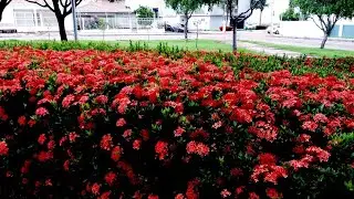 JARDINS BRASIL AMERICAN