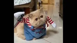 #кот #убиица #костюм