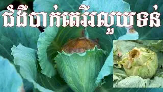 វិធានការការពារ និងកម្ចាត់ជម្ងឺបាក់តេរីរលួយទន់