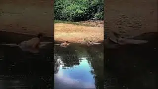 Men Face Crocodile 🐊 Face 2 Face 👹 #shorts #wildlife #youtubeshorts #trending