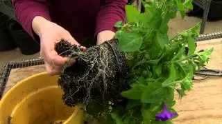 Preparing Indoor Plants to Move Outdoors