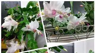 SCHLUMBBERGER FLOWERING CONTINUES!!! 🌺👍🌺