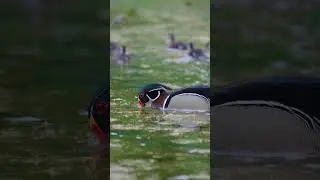 Beautiful Woodducks 