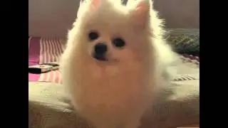 Kute dog