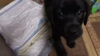 Мартышки лабрадорчики 😁#labrador #щенки#puppy