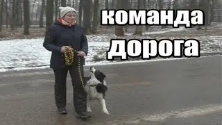 Как научить собаку не выбегать на дорогу. Дрессировка собак. Команда 