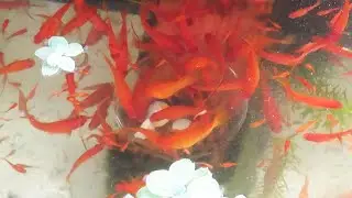 Aquarium (High fin swordtail fish) after 10 months 😍