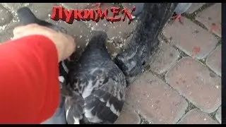 ЛУКИ-MEN: ПОЙМАЛИ ГОЛУБЯ ГОЛЫМИ РУКАМИ