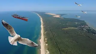 Куршская коса Танцующий лес, высота Эфа, Мюллера, Пляж, Аэросьемка
