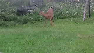 Deer Feeding Under Our Apple Tree