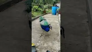 Peacock Sound #peacock #sound #shoertsvideo