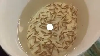 We finally got rid of the geese!!! And we're relocating the angelfish!!