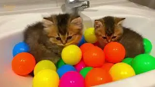 Tiny Kittens Play in a Ball Pit