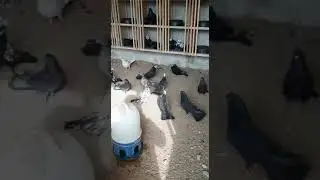 Baki goyercinleri 2021yeni Baku pigeons