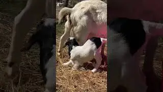 Can you hear the sucking