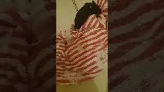 Хомяк после купания