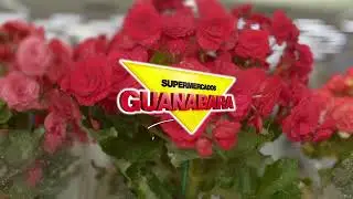 Encontre Begônias no Guanabara