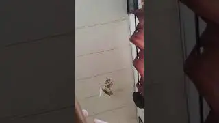 birds singing