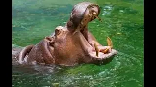 Watch: Nigerian soldiers Brutallize and kill Innocent HIPPOPOTAMUS😭😭