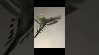 Bird edit‼️ #budgie #budgies #fyp #parrot #parrots #cockatiel #birds #animals #pets #cute