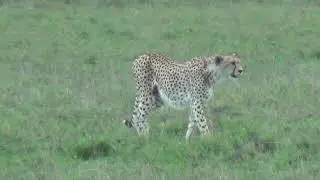 092 Cheetah
