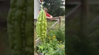 Bitter melon / Ampalaya First harvest #growyourownfood #organicgardening