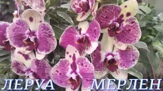 №870/ СВЕЖАЯ, КАЧЕСТВЕННАЯ  поставка ОРХИДЕЙ в ЛЕРУА МЕРЛЕН