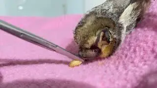 More Hoary Bat action!