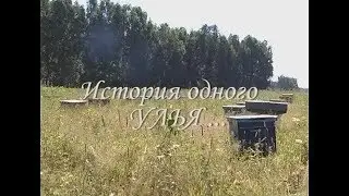 Как начинался Тенториум. История одного улья