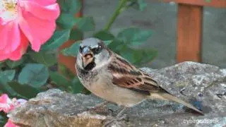 Getting down with the Sparrows.UK