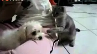 509  The dog cat