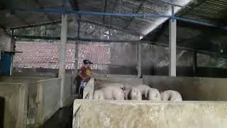PENGGEMUKAN BABI SUPER #PASEKFARM