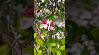 В Сочи завершается сезон цветения #фейхоа 🌸 любите этот фрукт?