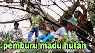 proses pemburu madu hutan//penuh tantangan