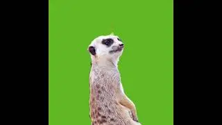 Animal green screen video VFX 2