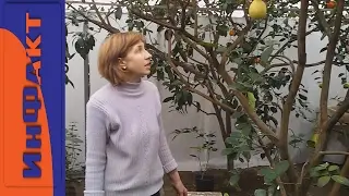 Как Вырастить Лимон Дома (ч. 3)