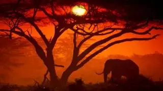 Pex Africah, Nkokhi, and DJ Micks - African Toys [ DJ Micks In The Jungle Mix ]