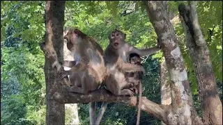 Problems in FAMILY make a Mammy MONKEY hug her BABY jump over the tree 🌴 | Animals video.