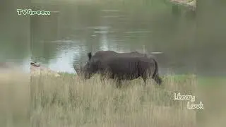 FaunaView: FaunaView: Kruger Park #2 (video_only)