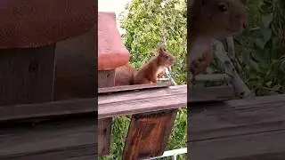Новый гость на балконе 🌱 Маленький бельчонок🌱