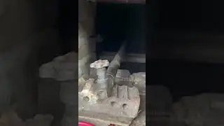 Котята войны в Украине / Ukrainian war kittens