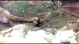 কলকাতায় জন্মাল অ্যানাকোন্ডা !