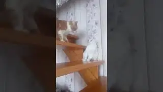 Приколы