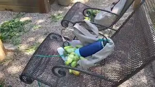 Aggressive  tomato pruning