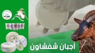 أجبان شفشاون