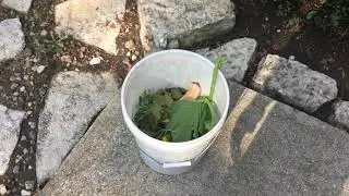 How To Maximize Your Compost Site
