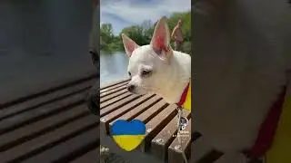 Слава Україні 💙💛Героям Слава💙💛