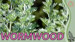 WORMWOOD Information and Growing Tips! (Artemisia absinthium)