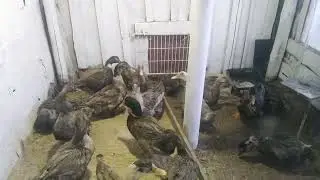 Перевела уток в подготовленный летник 🤗🙏🐤🐥🐤👍💐